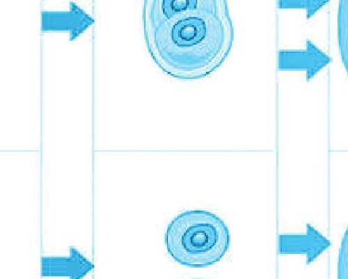 两个卵泡打破卵针，卵泡24打破卵针多久会排出