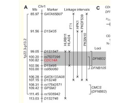 赴俄必备！俄罗斯试管婴儿的具体流程