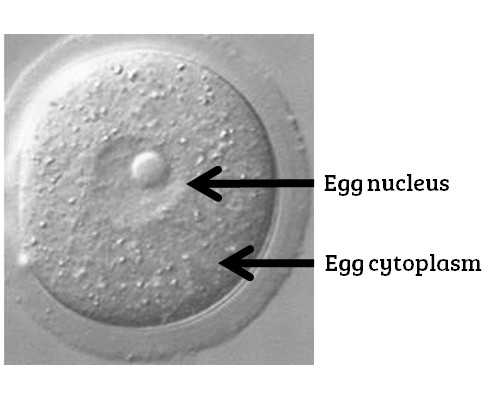 北京有哪些公立医院能做供卵试管？北京哪家私立医院可以做试管